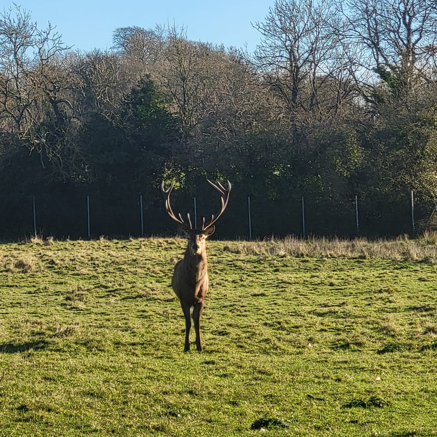 Fingal County Council has issued an appeal for information following the "callous" killing of a stag in one of their parks