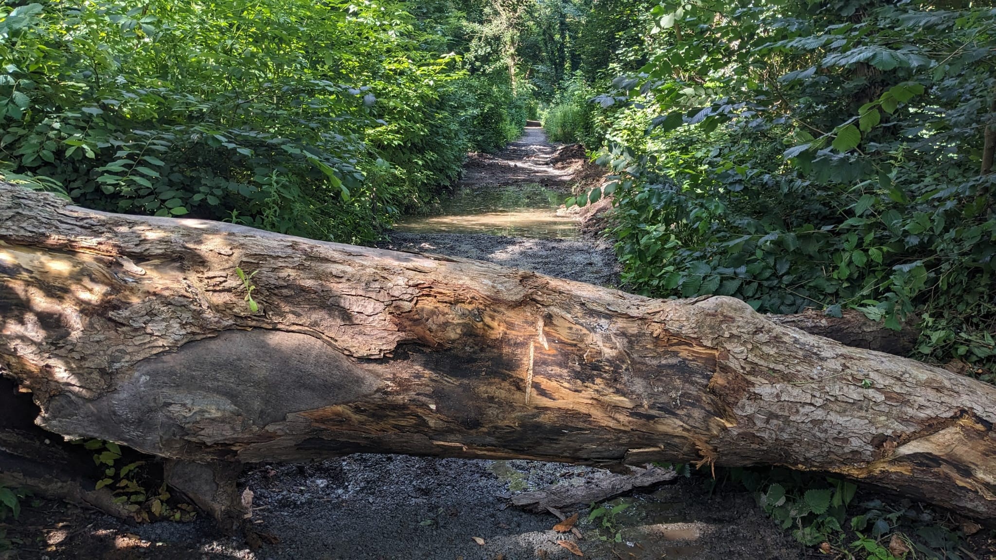Walkers hope for reopening of popular Usher’s Lake route